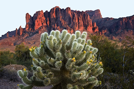 Cactus at Superstition Mountain, Phoenix, AZ